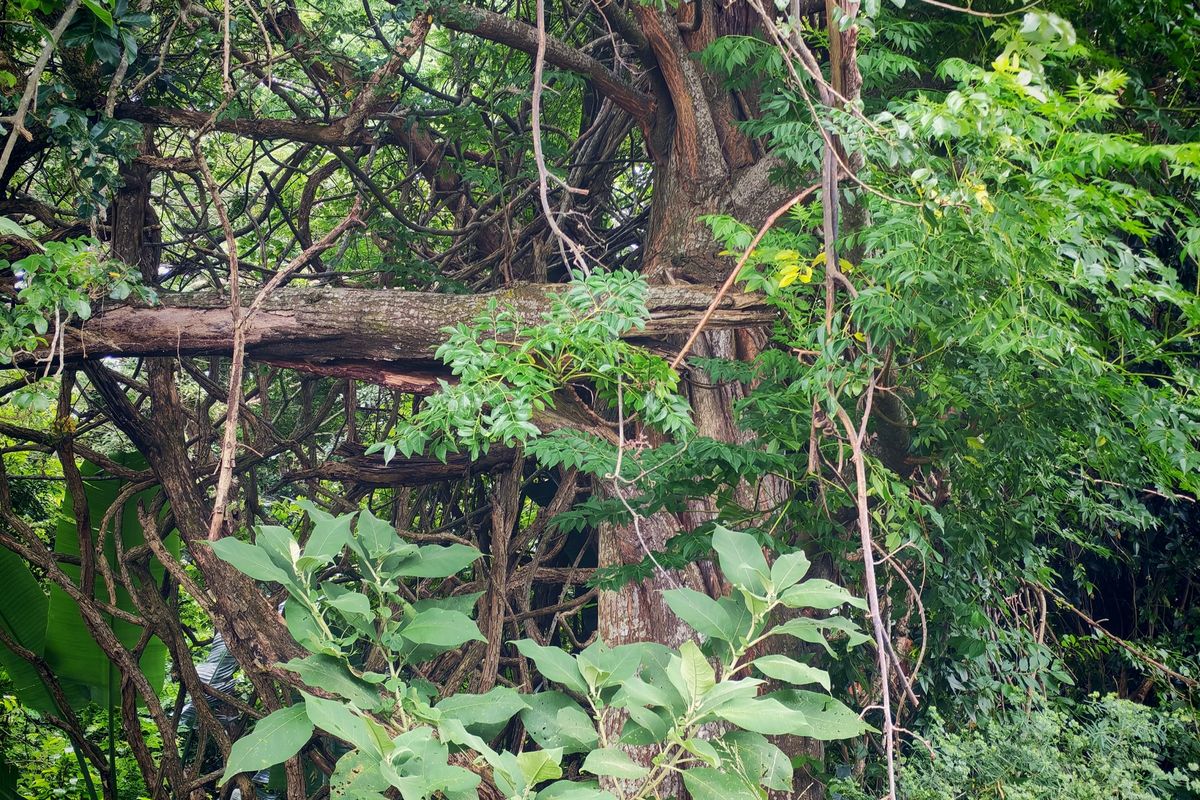 A dense, overgrown garden area featuring mature trees and thick natural vegetation on the residential property.