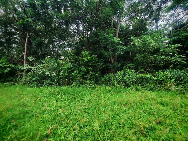 A view of a residential plot featuring dense, mature vegetation and established trees, providing a natural and private setting.