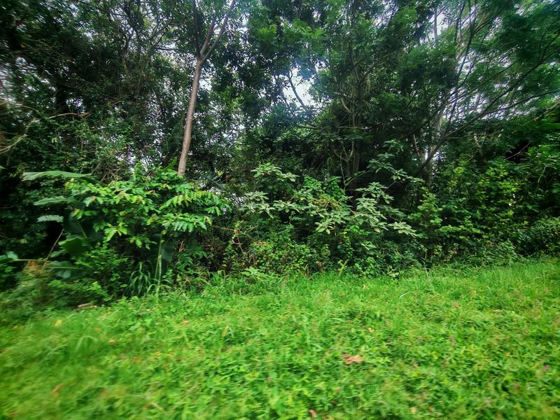 A view of a densely vegetated area with mature trees and natural ground cover on the residential land plot.