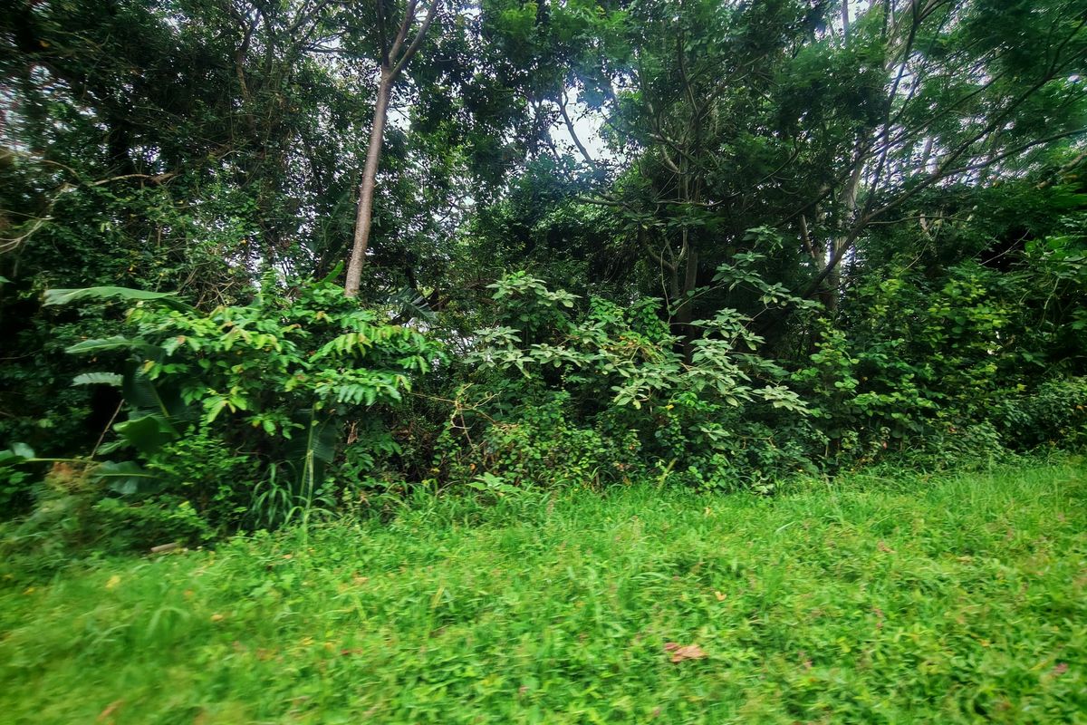 A view of a densely vegetated area with mature trees and natural ground cover on the residential land plot.