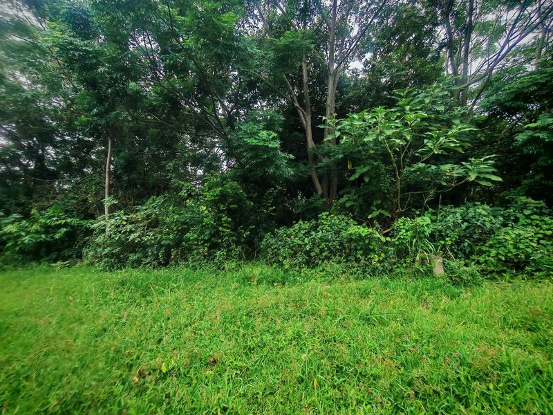 A view of a vacant residential plot featuring established trees and dense natural vegetation.