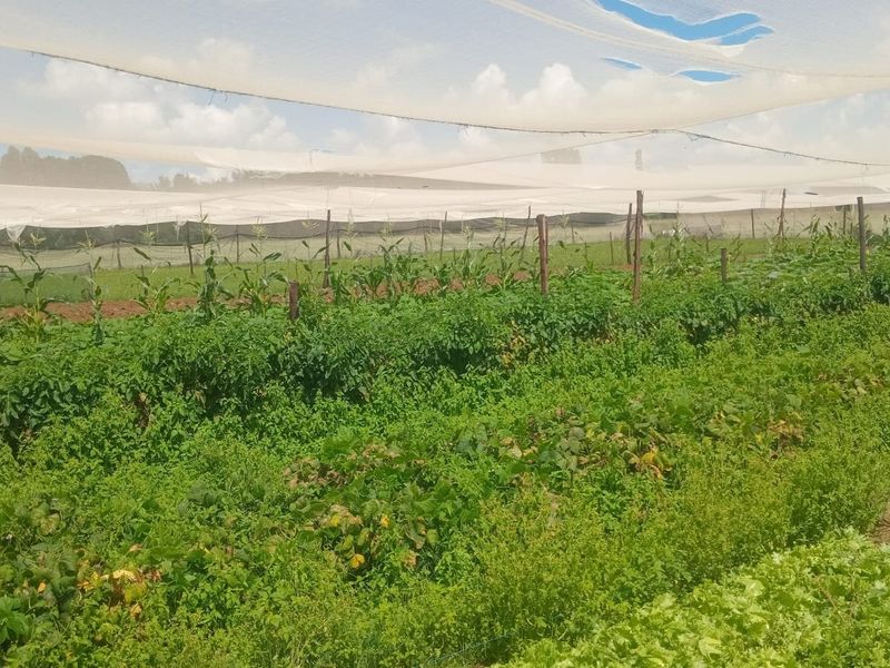 Farm Pending Sale In Bronkhorstspruit - Photo 8