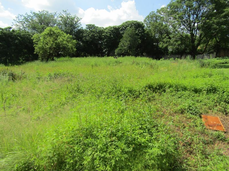 A view of a vacant residential plot featuring overgrown grass and mature trees, offering a blank canvas for future development.