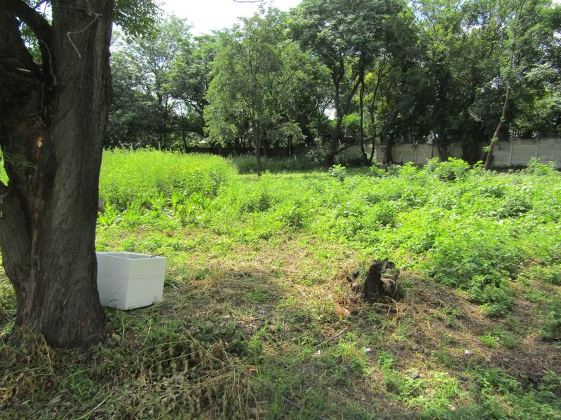 A view of a vacant residential plot featuring mature trees and a perimeter wall, covered in natural vegetation.