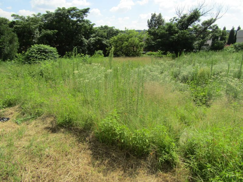 A view of an undeveloped residential plot featuring overgrown grass and mature trees, suitable for future landscaping or construction.
