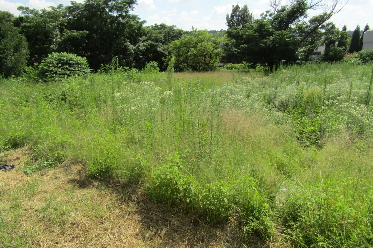 A view of an undeveloped residential plot featuring overgrown grass and mature trees, suitable for future landscaping or construction.