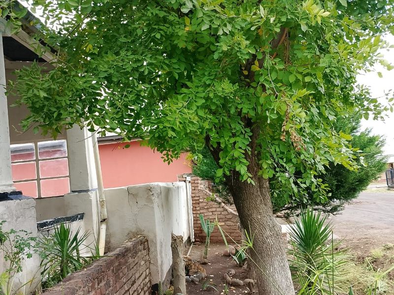 Exterior view of the property featuring a mature tree, garden area, and a brick boundary wall with visible signs of wear.