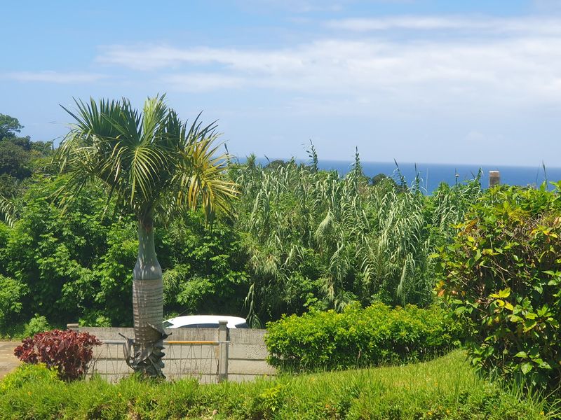 A scenic outdoor view featuring lush greenery, a palm tree, and a distant ocean horizon visible over a concrete boundary wall.