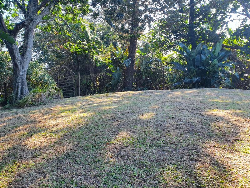 A view of a sloped, grassed garden area featuring mature trees and established vegetation.