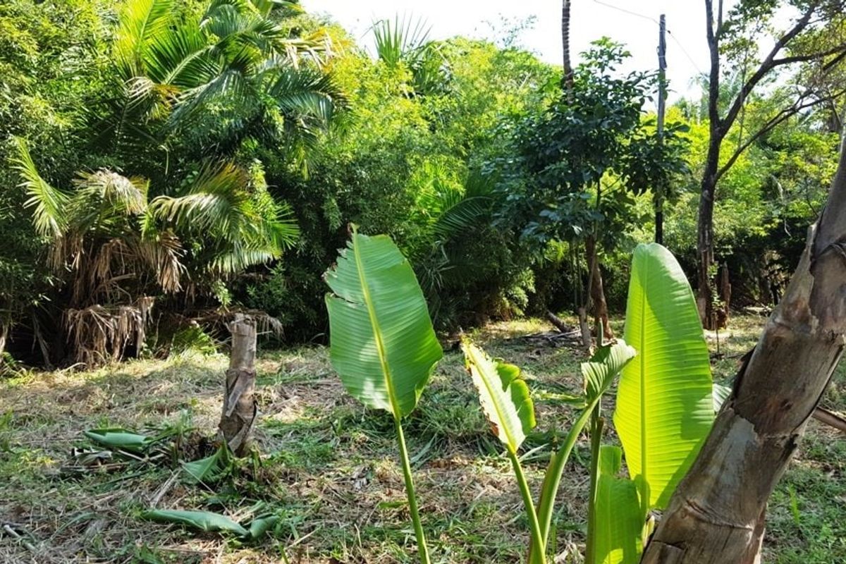 A view of the natural, undeveloped garden area featuring mature trees and dense tropical vegetation on the residential plot.