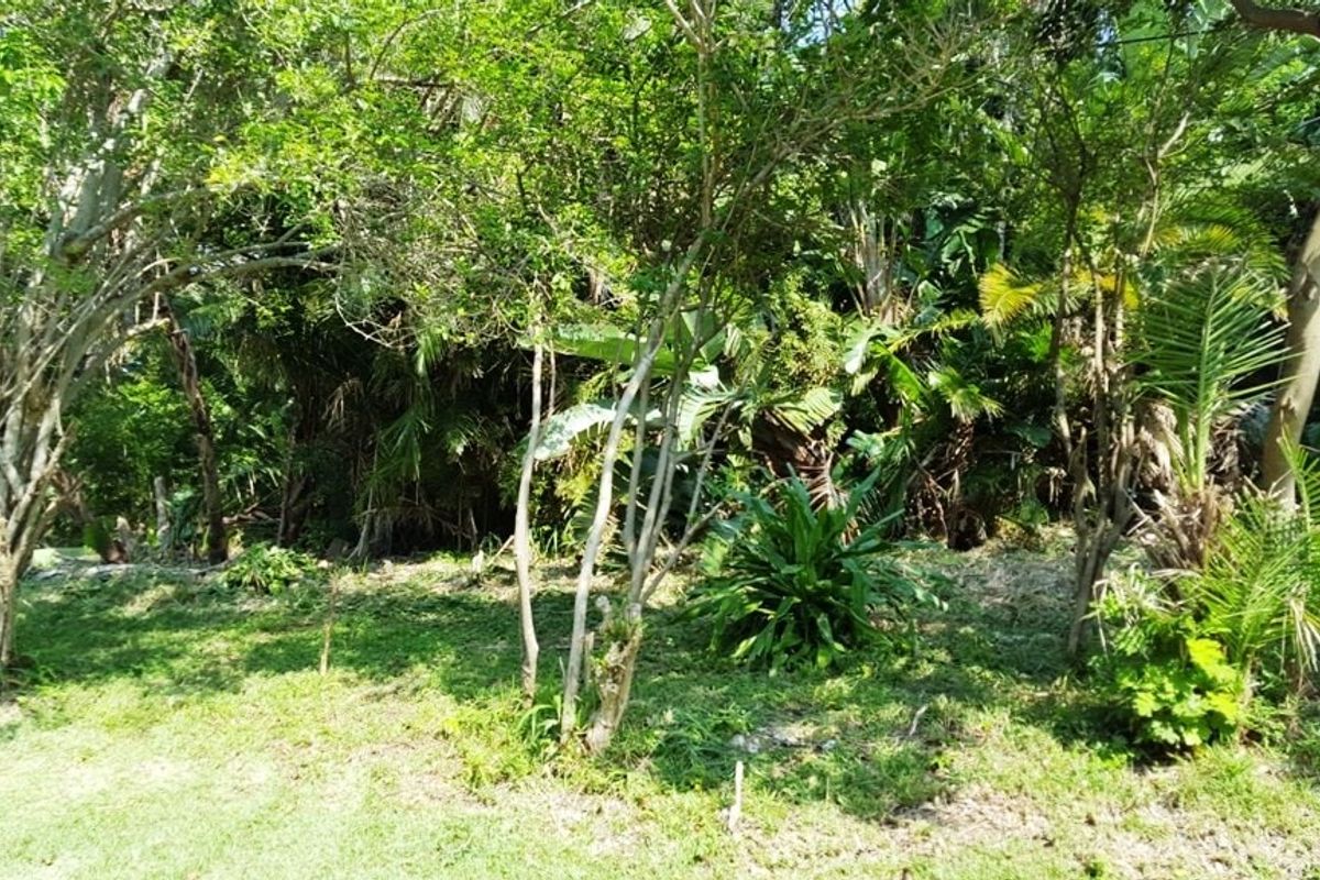A view of the established garden area featuring mature trees and dense natural vegetation on the residential land.