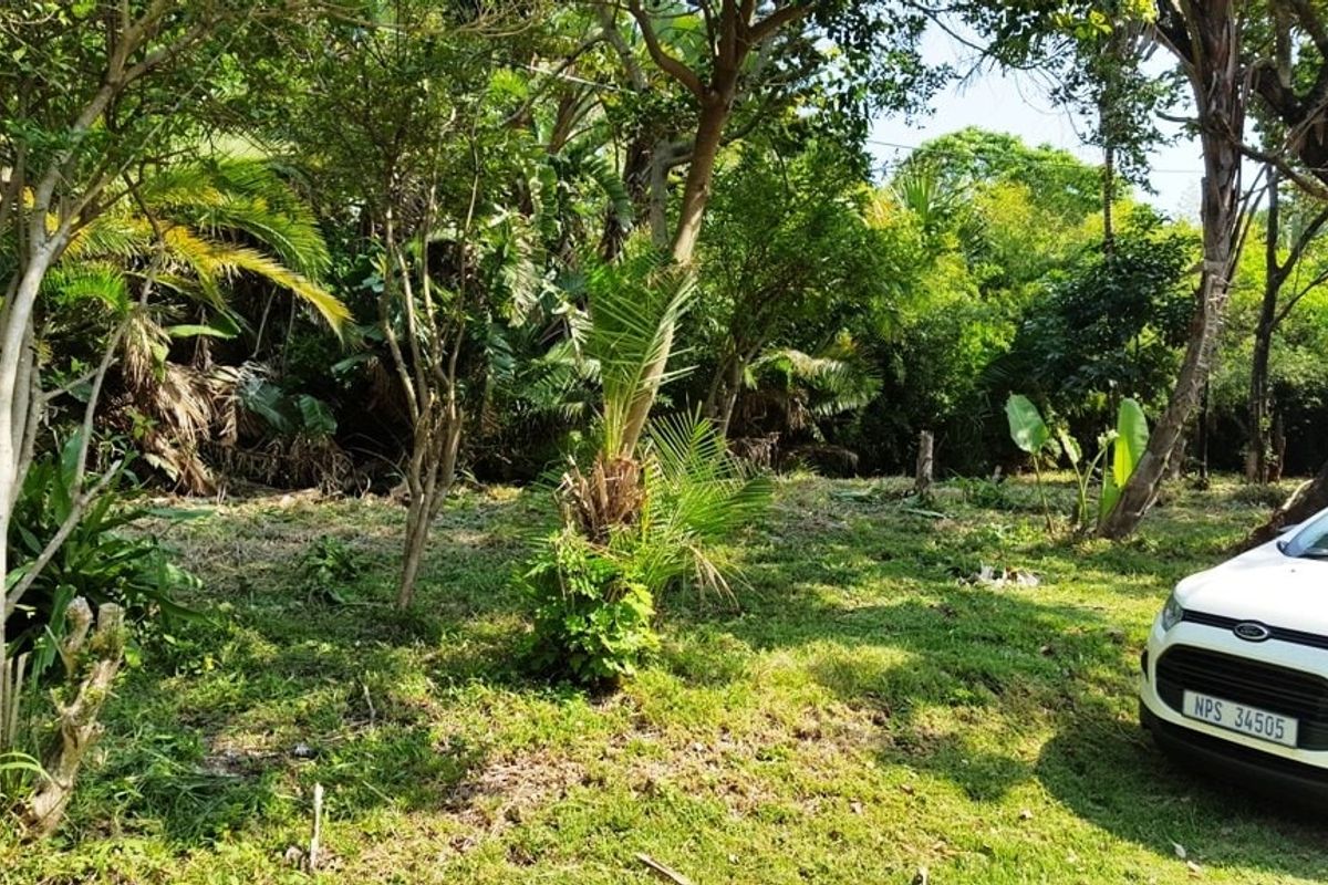 A view of a naturally vegetated residential plot featuring mature trees and established greenery.