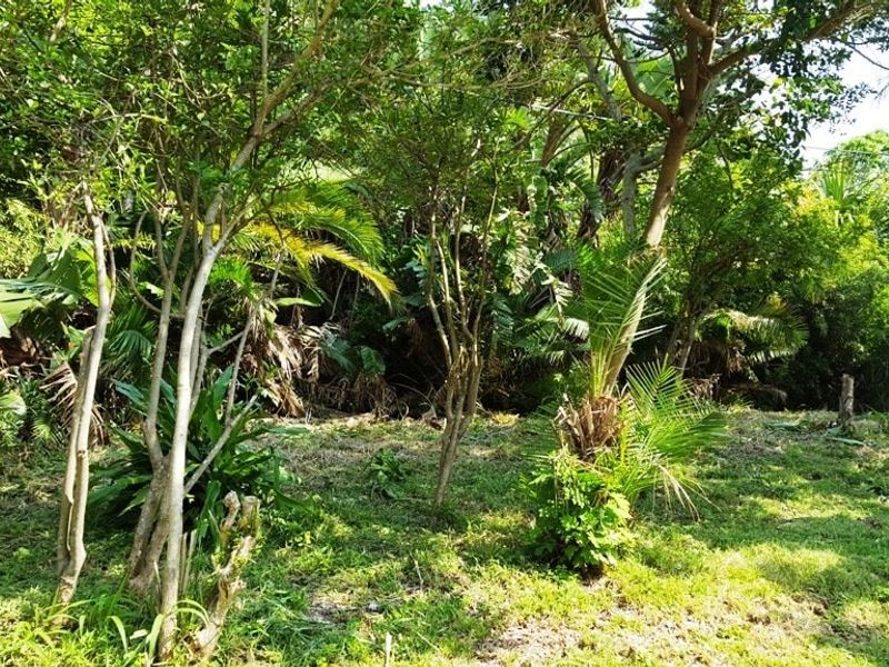 Vacant Land For Sale In Port Edward - Photo 6