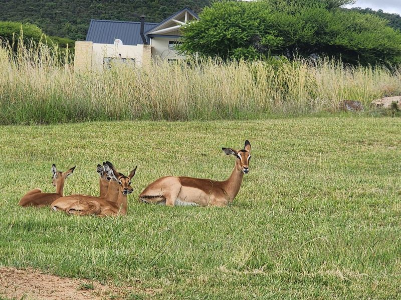 Vacant Land For Sale In Mookgopong - Photo 7