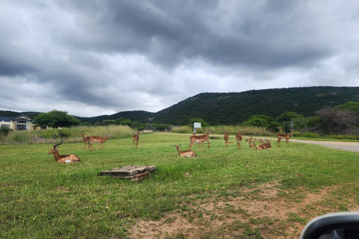 A scenic view of a vacant residential plot featuring natural grassland, surrounding hills, and local wildlife.