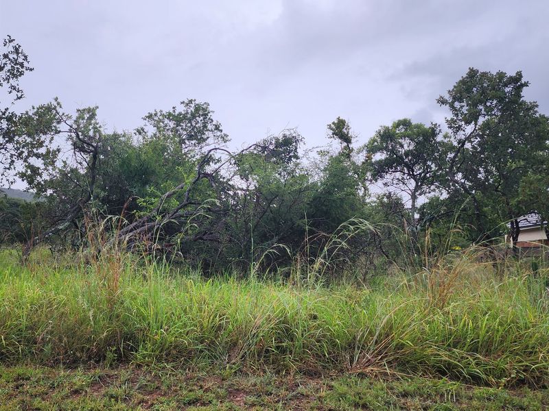 A view of the vacant residential land featuring established indigenous trees and natural grass cover.