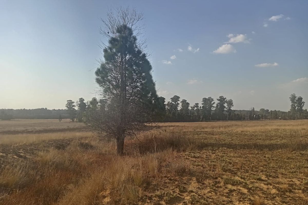 A wide, open view of a vacant residential plot featuring natural dry grass and mature trees, offering a blank canvas for future development.