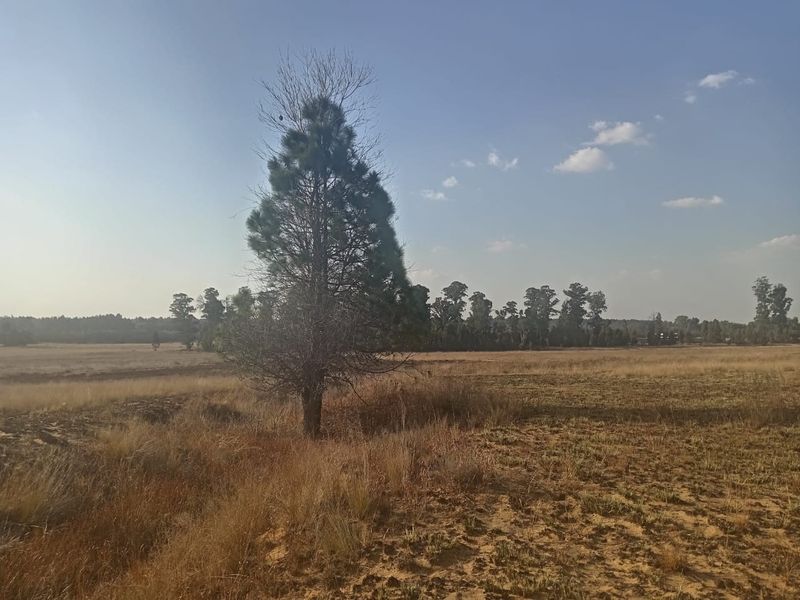 A wide, open view of a vacant residential plot featuring natural dry grass and mature trees, offering a blank canvas for future development.