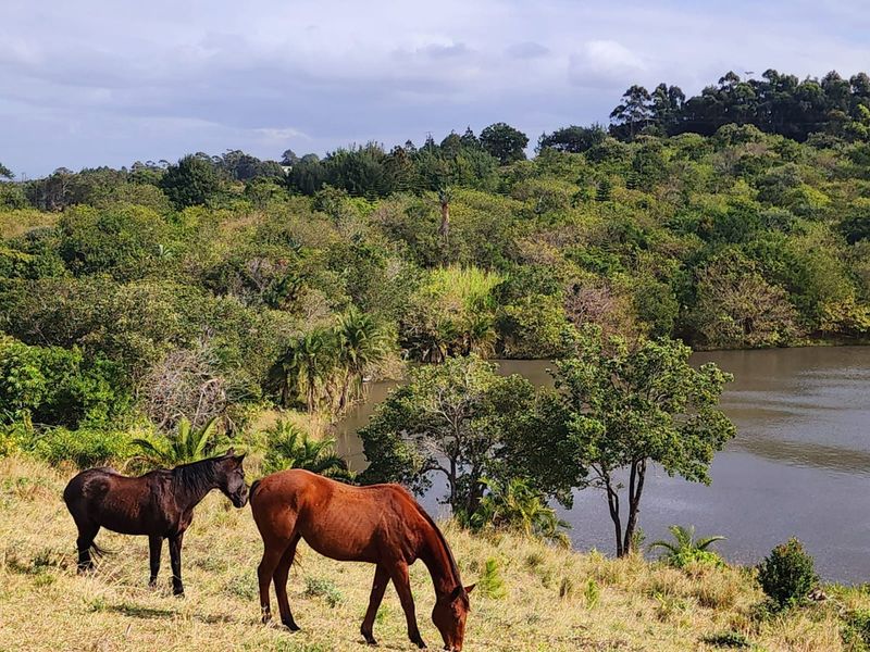 A scenic landscape view of the farm property featuring a natural dam and lush green vegetation.
