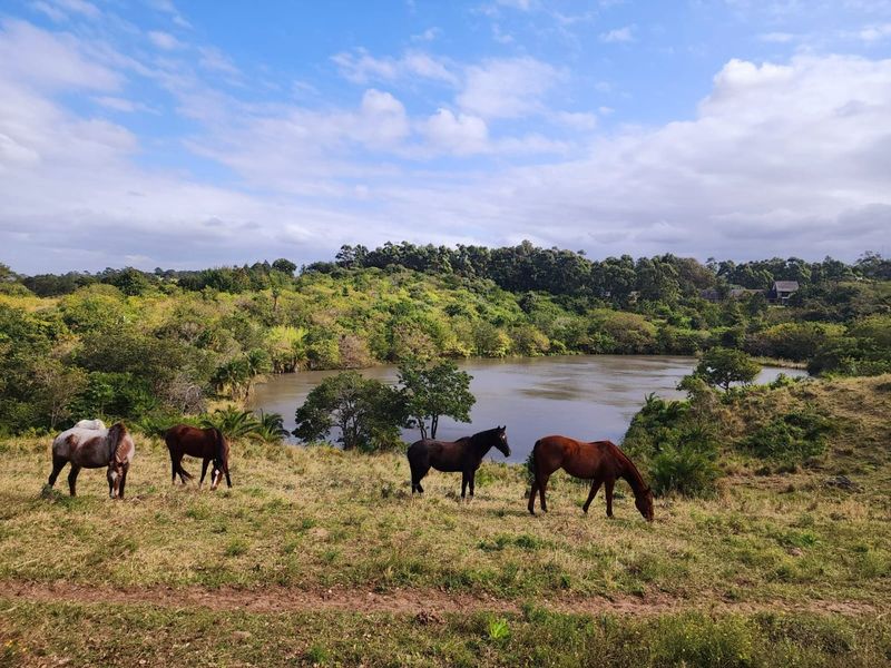 A scenic view of the farm property featuring a natural dam surrounded by lush greenery and grazing pasture.