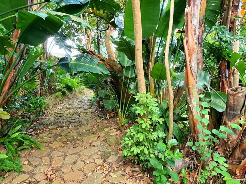 A lush, tropical garden pathway featuring natural stone paving surrounded by dense, mature foliage and trees.