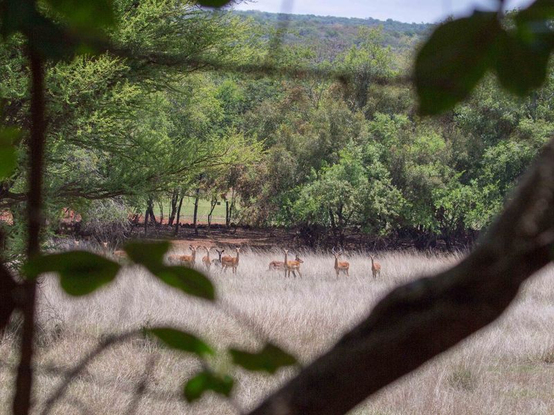 A scenic view of the natural farm landscape featuring open grassland and indigenous trees with wildlife present.