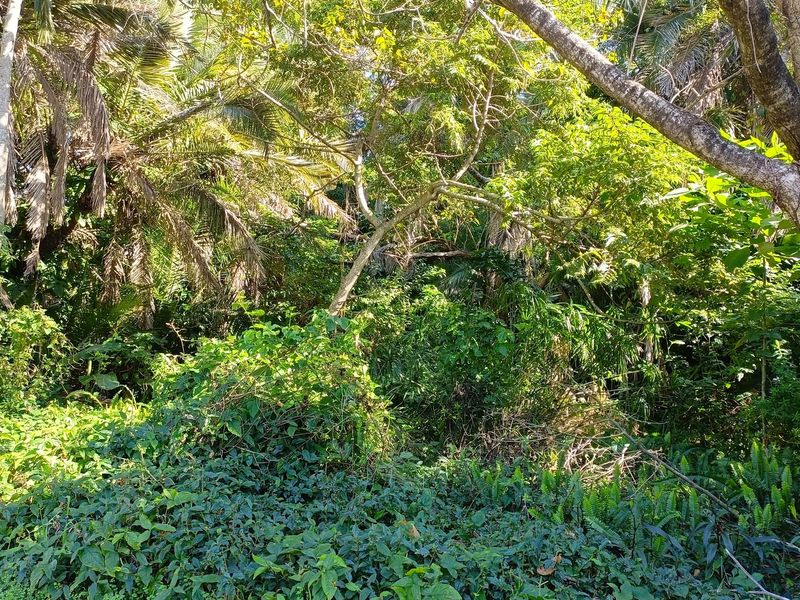 Vacant Land Sold In Southbroom - Photo 3