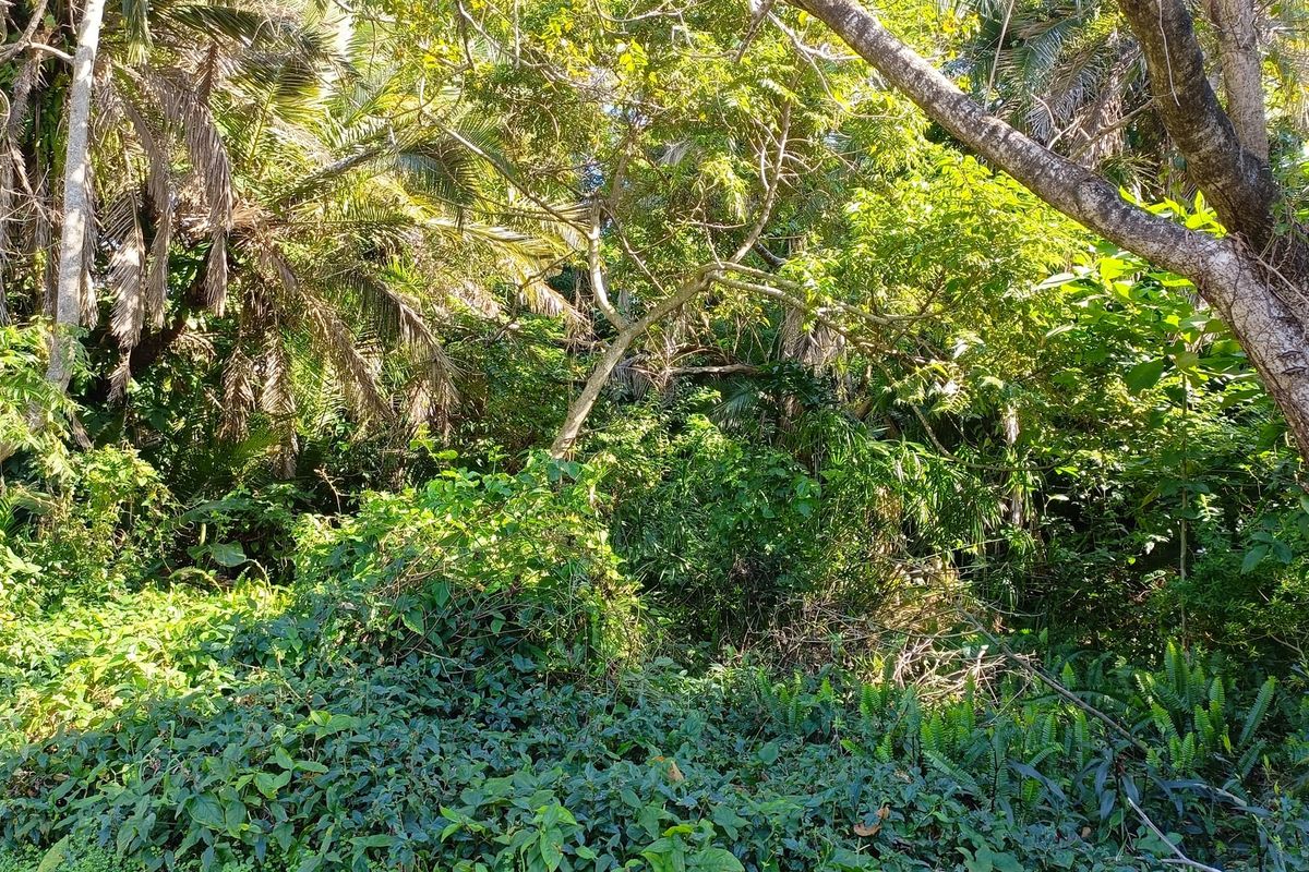 A view of a densely vegetated plot featuring mature trees and thick undergrowth, typical of an undeveloped residential land parcel.