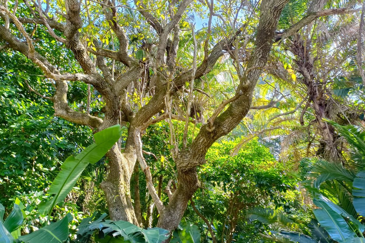 A view of established mature trees and lush greenery within the residential property grounds.