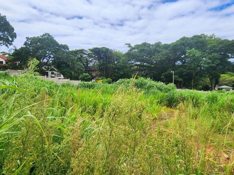 A view of a vacant residential plot featuring overgrown vegetation, mature trees, and a boundary wall in a established neighborhood setting.