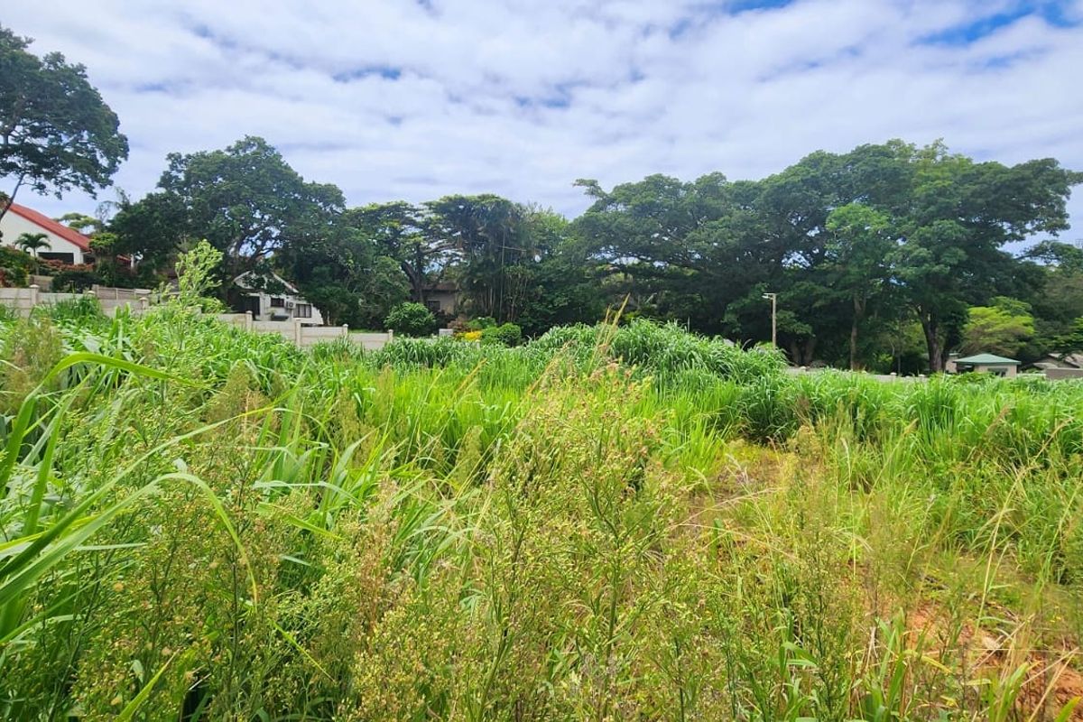 A view of a vacant residential plot featuring overgrown vegetation, mature trees, and a boundary wall in a established neighborhood setting.