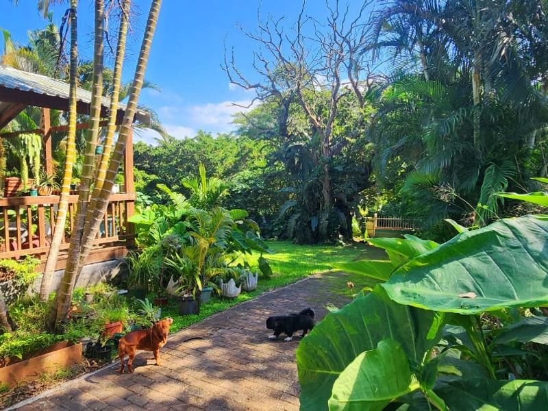 A lush, well-established garden featuring a covered timber patio area and a paved walkway winding through mature tropical foliage.