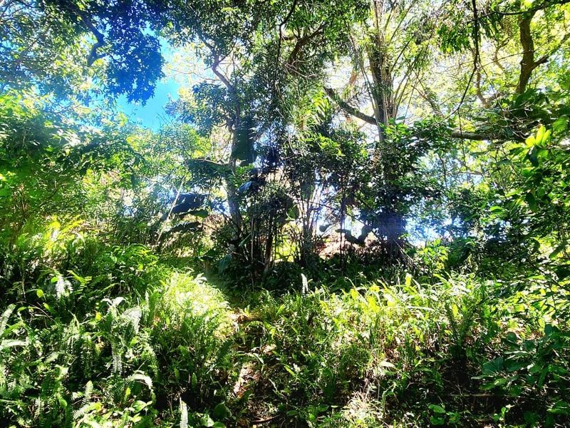 A view of a densely vegetated plot with mature trees and natural undergrowth, typical of an undeveloped residential land parcel.