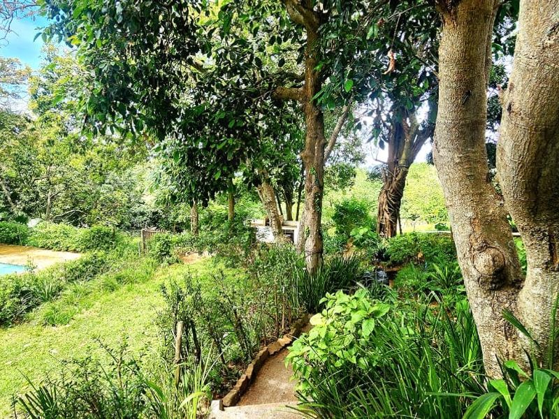 A lush, mature garden featuring established trees, a stone pathway, and a glimpse of a swimming pool in the background.