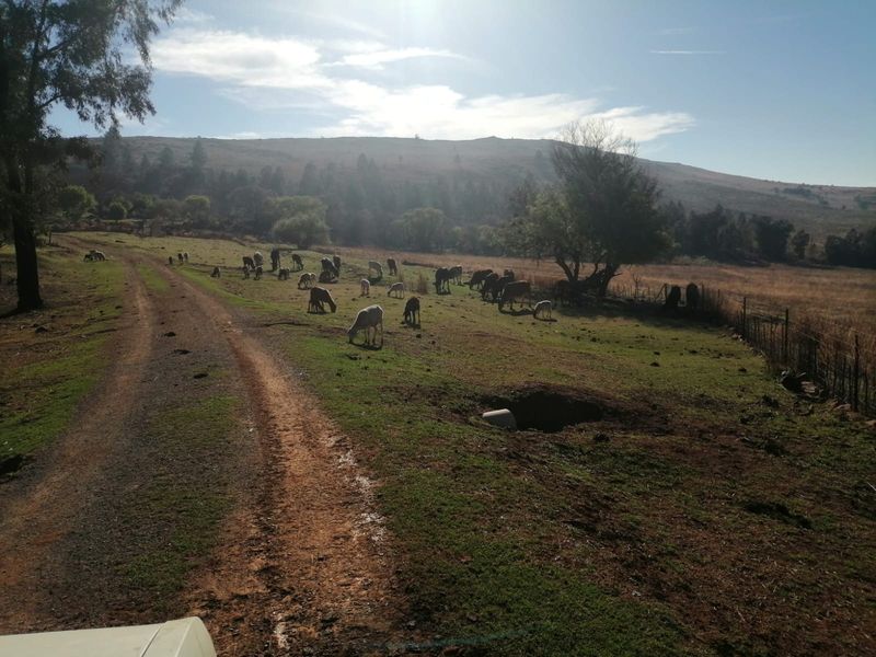 Farm Sold In Walkerville - Photo 5
