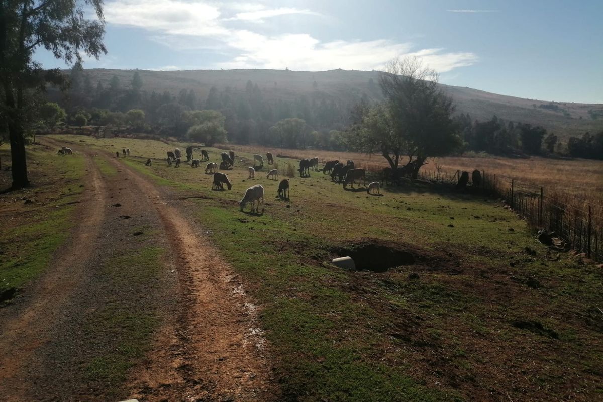 Farm Sold In Walkerville - Photo 5
