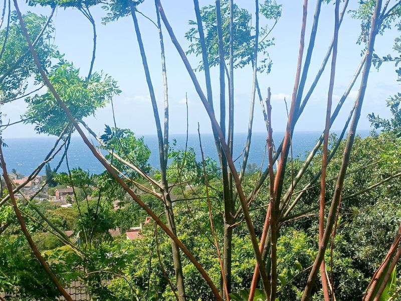 A scenic view overlooking the ocean and surrounding coastal residential area, framed by natural vegetation.
