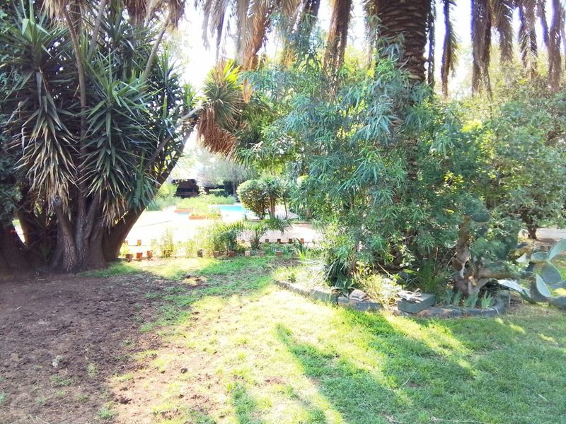 A mature garden area featuring established palm trees, landscaped garden beds with stone edging, and a view toward the rear pool area.