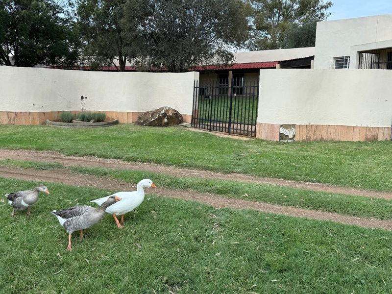 A view of the property exterior featuring a lawn, boundary wall, and metal gate entrance.