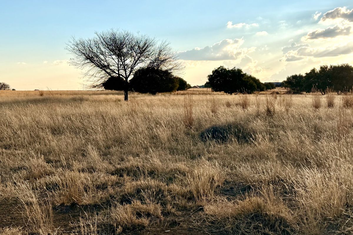 A wide-angle view of a vacant residential plot featuring natural dry grass and mature trees under a clear sky.