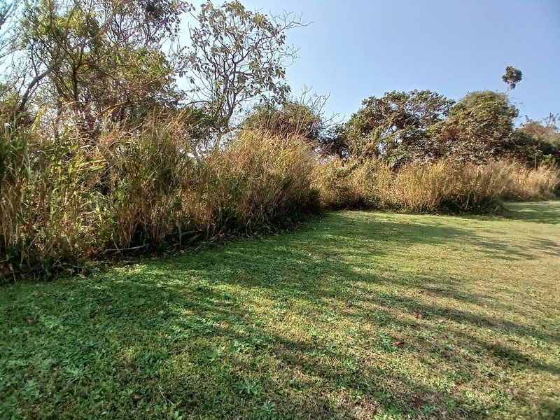 A view of a grassy residential plot featuring mature trees and natural landscaping.