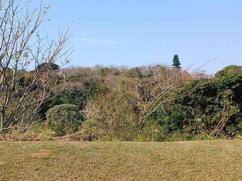 A view of the natural landscape featuring dense trees and shrubs on the property.