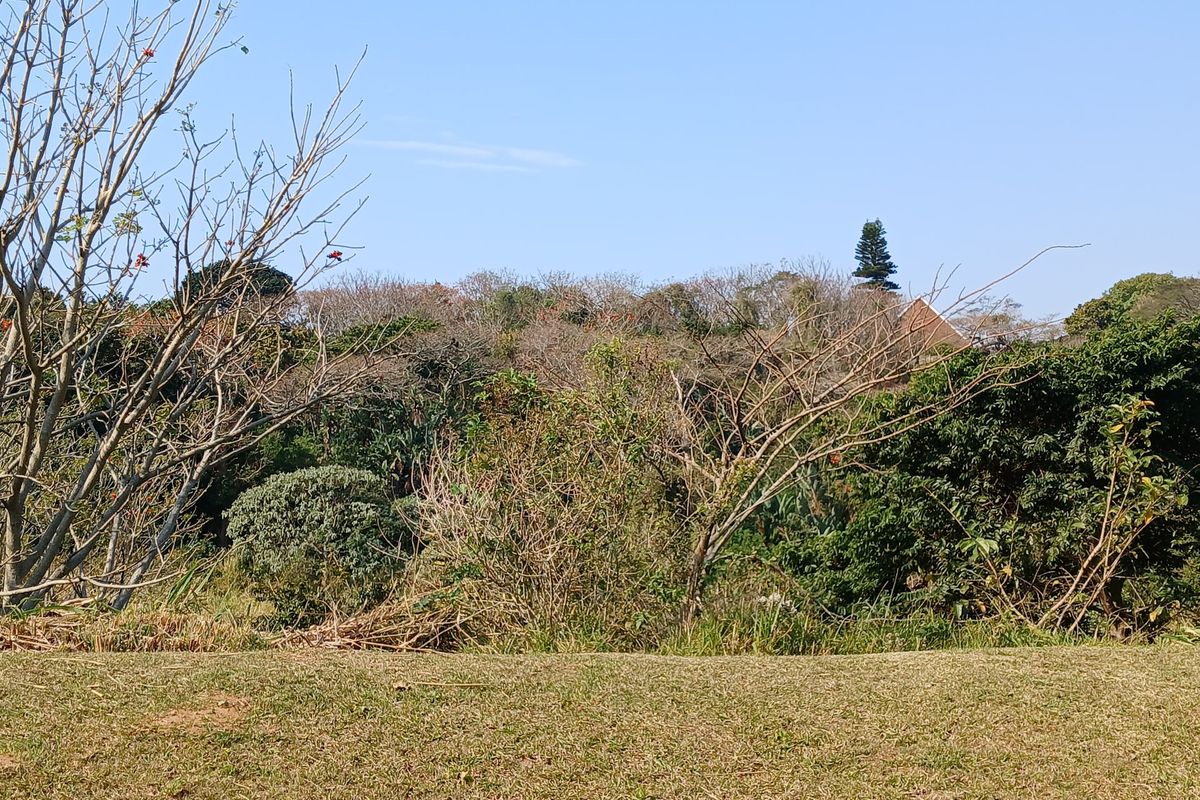 A view of the natural landscape featuring dense trees and shrubs on the property.