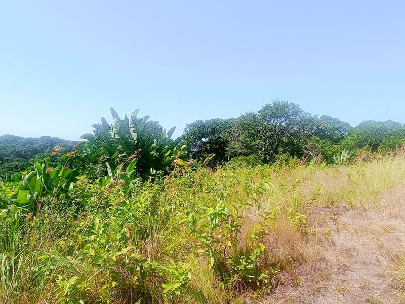 Vacant Land For Sale In Southbroom - Photo 7