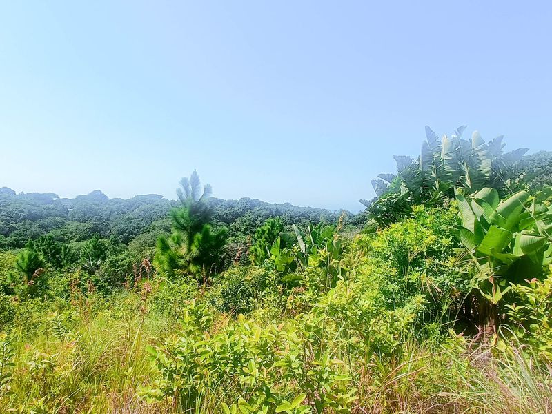 Vacant Land For Sale In Southbroom - Photo 6