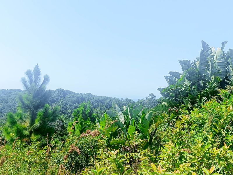 Vacant Land For Sale In Southbroom - Photo 10