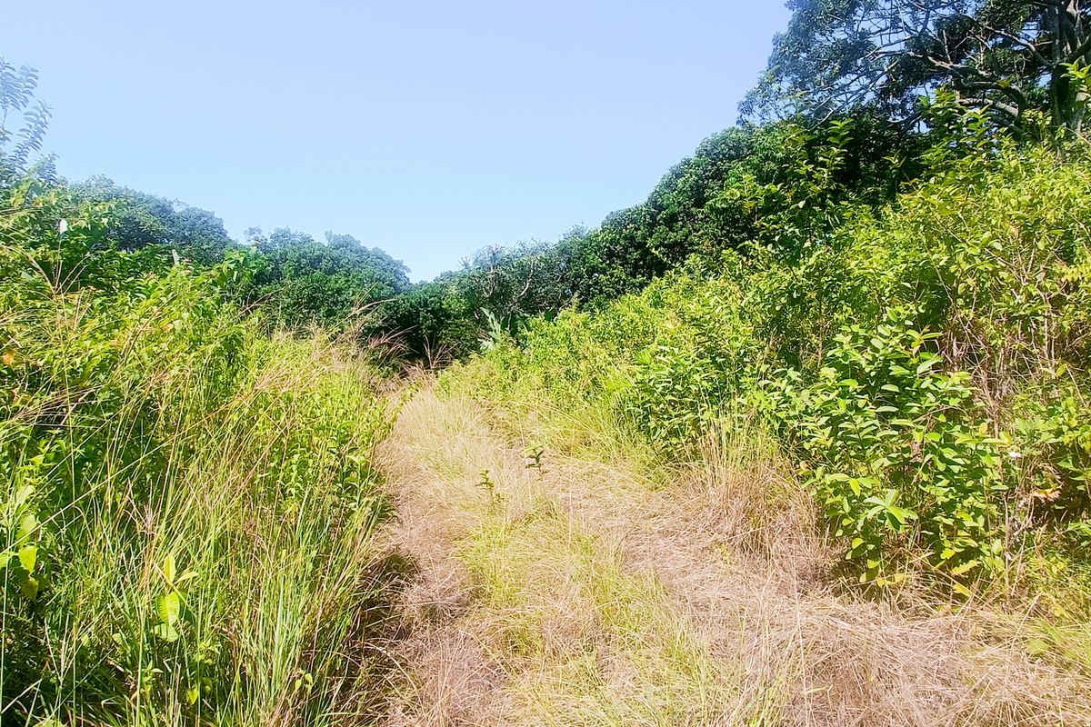 A view of a vacant residential plot featuring dense natural vegetation and mature trees, indicating an undeveloped landscape.