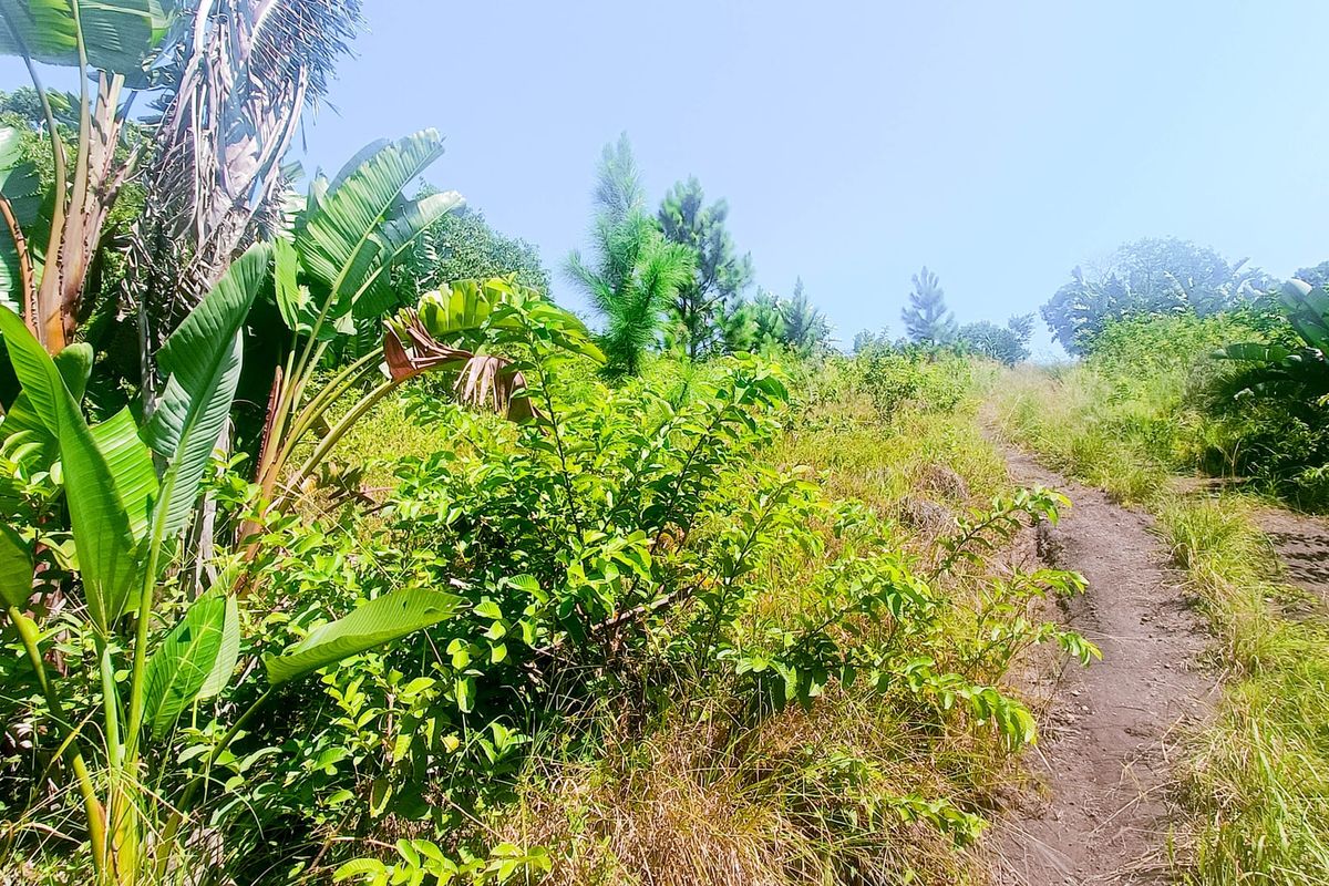 A view of a sloped, undeveloped residential plot featuring natural vegetation and a dirt pathway.