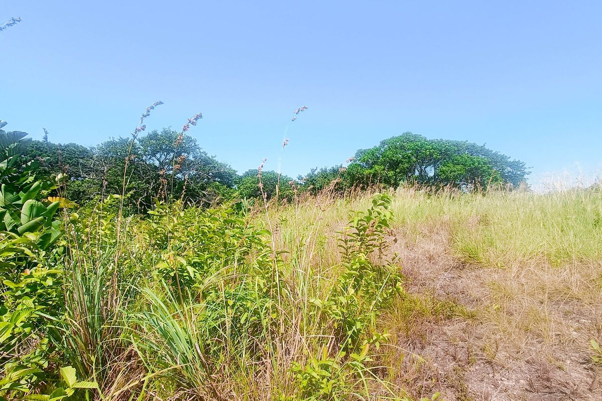 A view of the vacant residential land featuring natural vegetation and mature trees.
