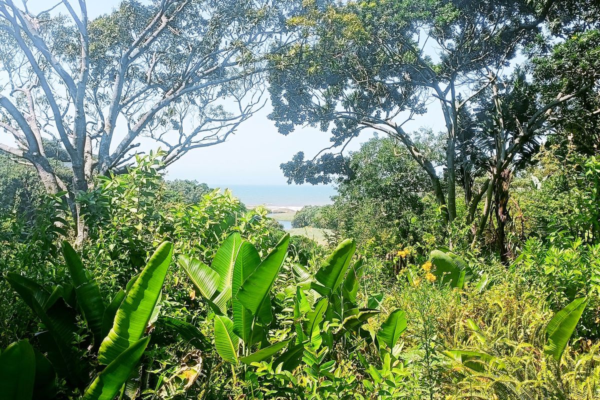 A scenic view of the coastline and ocean framed by mature trees and lush indigenous vegetation on the residential property.